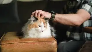 Calm cat #1 #subscribe #shorts