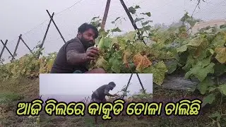 ନୂଆ ଦିନ ନୂଆ ସକାଳ.. ଆଜି ବିଲରେ କାକୁଡି ତୋଳା ହେଲା ଚାଲ ଦେଖିବା..#khantiodiabhubaneswartoka4138 