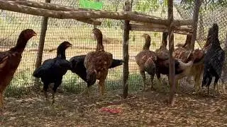 Our Sad Story | 35000 loss in a week #punju #Ranikhet #farm #fruit #money #ytshorts #trending #viral