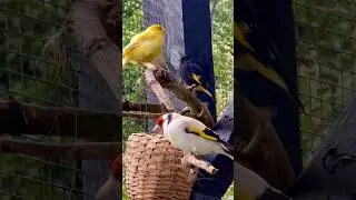 Community bird aviary and bird sounds