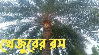 শীতকালে খেজুরের রস ।। Date Palm Juice in Winter