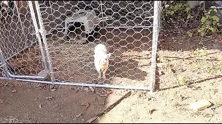 Pickle Pig's Fenced Home: A New World Awaits! Part 1