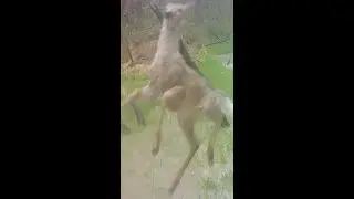 Deer stotting by flooding creek.