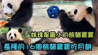 妹珠和長隆野生動物園的16個熊貓寶寶，一起吃月饼窝窝头啦#熊猫妹珠 #大熊猫萌萌 #panda #熊貓bb #cutepanda #熊猫妹猪