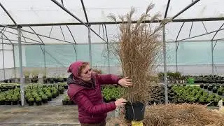 Grow Like The Pros | Trimming Miscanthus