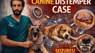 Canine Distemper Virus &ndash; Deadly Dog Disease You Must Know! | Dr. Noman Zafar 