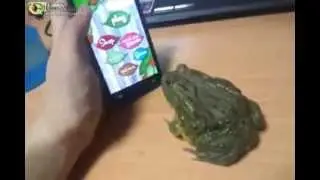 Frog Attacks Phone
