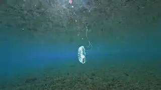 【映像記録】オワンクラゲ科の一種を見る