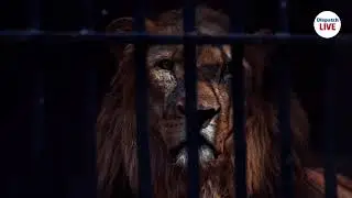 Into the lion's den