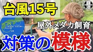 （メダカ）&ldquo;台風15号&rdquo;対策の様子（屋外メダカ飼育）