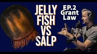 Salp vs Jellyfish