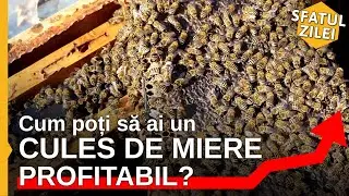 Cum poti sa ai un CULES DE MIERE PROFITABIL? - Sfatul Zilei
