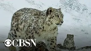 Hidden cameras help save endangered snow leopards in Siberia