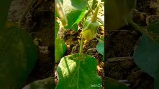 Eggplant 🍆 collection #harvest #villagelife #ytshorts #shortsvideo