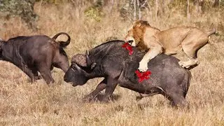 Wildlife documentary