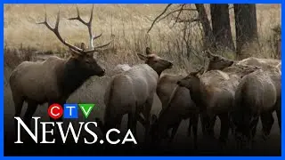 American man fined for illegal hunting in Saskatchewan, local outfitter jailed
