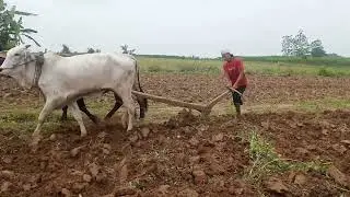 Mluku ladang memakai sapi(mbajak)//petani ndeso.