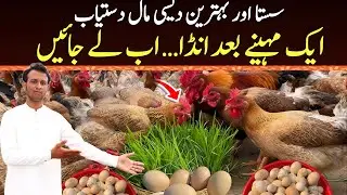 دیسی مرغیاں دستیاب | Parcel Chickens Egg Laying Soon | Desi Murghi Farming in Pakistan 
