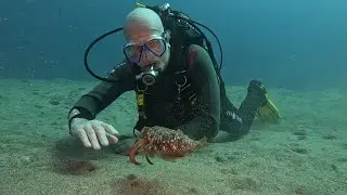 Safari Diving, Playa Chica, Puerto del Carmen, Lanzarote - Secrets of the Sand