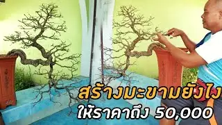 วิธีทำบอนไซมะขาม สร้างยังไงให้ราคาถึง 50,000 Tamarind Bonsai