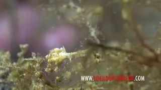 Trinchesia (Tenellia) genovae - Cuthona g&eacute;noise