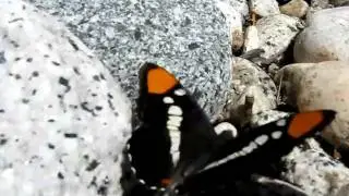 California Sister Butterfly