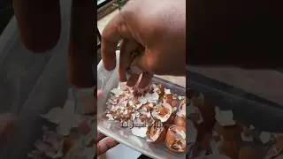 A free and easy way to get rid of  snails and slugs!! #planthack #eggshells