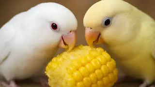 Love Bird Food | Lovebirds Eating Corn