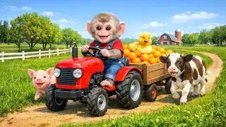Monkey Farmer Drives a Tractor to Harvest Pomegranat #monkey​ #farmer​ #tractor​ #pomegranate​ #cow​