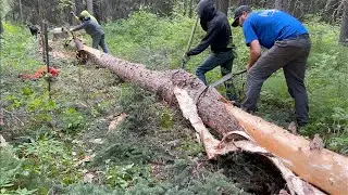 Строим дом/магазин нашей мечты на Аляске. Часть 12. Заготовка бревен