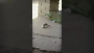 a small animal making house       ##youtubeshorts #junglebeat #funnypets #youtube