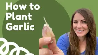 How to Plant Garlic (Beginner&rsquo;s Guide) | Complete Guide to Planting