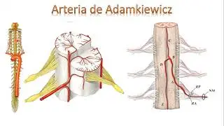 NEUROANATOMÍA | IRRIGACIÓN DE LA MÉDULA ESPINAL (VASOCORONA, ARTERIA DE ADAMKIEWICZ)