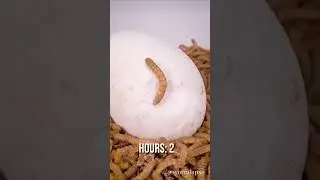 10 000 Mealworms🐛vs.Cigarette🚭Raw duck egg🥚Squid tentacle🦑