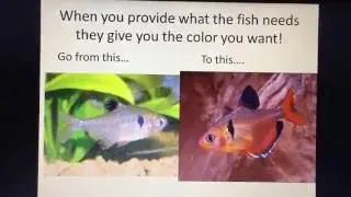 Why has my fish lost its color? How to get the best color from my fish!