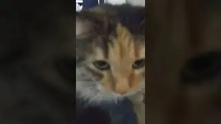 Mara, The Car #fluffy #cute #cat #kitty