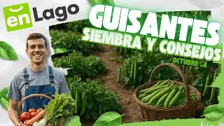 🔍 Guisantes en oto&ntilde;o🌱 | Trucos y cuidados