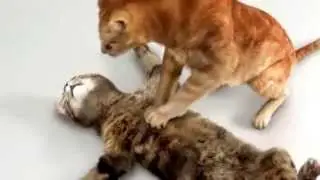 Cats Pride commercial