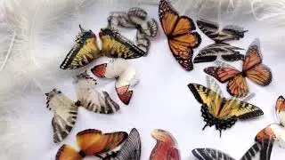 Silk Butterflies Kaleidoscope