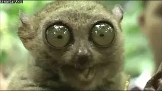 Baa Lemur Gifs Baa