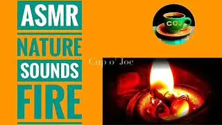 How to Save a Dying Wasp Moth (1) | ASMR Nature Sounds: Fire and Birds (Two in One) 🔥🐦