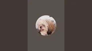 bar the spoiled dog is live!