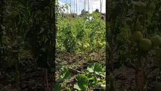 Beautiful Tomato open field 🤩😍 #trendingviralshorts #trendingshorts #trending #freshtomato #fruit