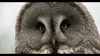 9 Hours of Owl Sounds
