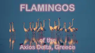 Flamingos of the Axios Delta - Moments from our Photo Tours