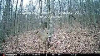 Trail Camera Footage - Deer didn't like the Apples?! -Guard Dog at Work
