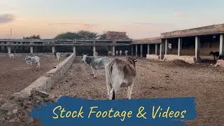 Indian Gaushala | Cows in Rural Shelter | Village Life India
