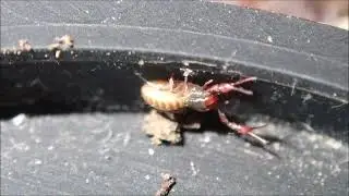 We found a (Pseudo) Scorpion!!!