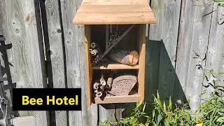 Where do bees live? 