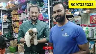 Shihtzu dog or puppy | Shihtzu breed | small dog breed | cute Shihtzu #shihtzu #shitzu #shihtzupuppy
